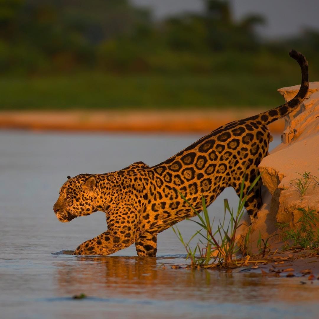 Pantanal Jaguar Budget Safari