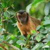 Affe in der Amazonas-Dschungel-Lodge