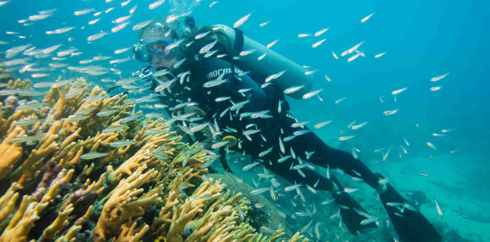 Liveabord Abrolhos Brazil