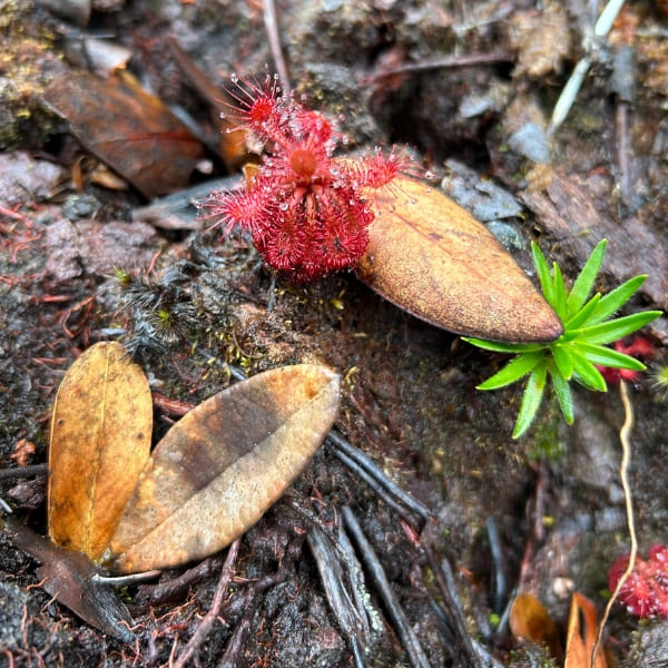 untouched rainforest Pico da Neblina