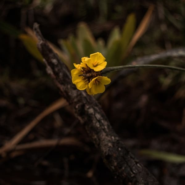 vegetation at pico da neblina expedition