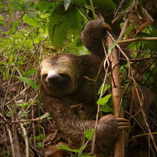 Vida selvagem na Amazônia
