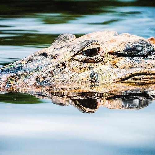 Caiman - Foret amazonienne