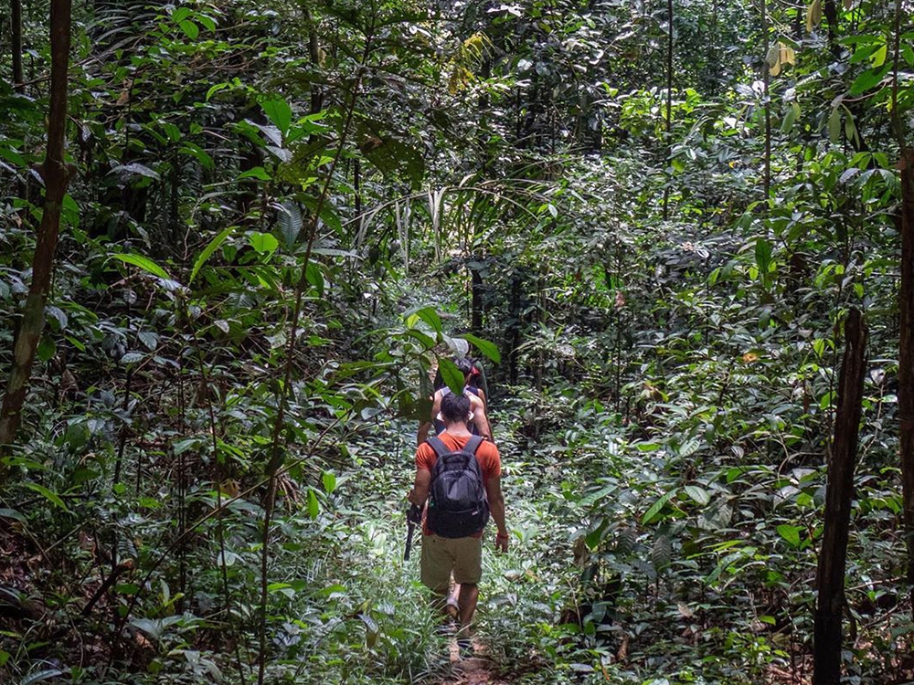 Amazon Rainforest Brazil