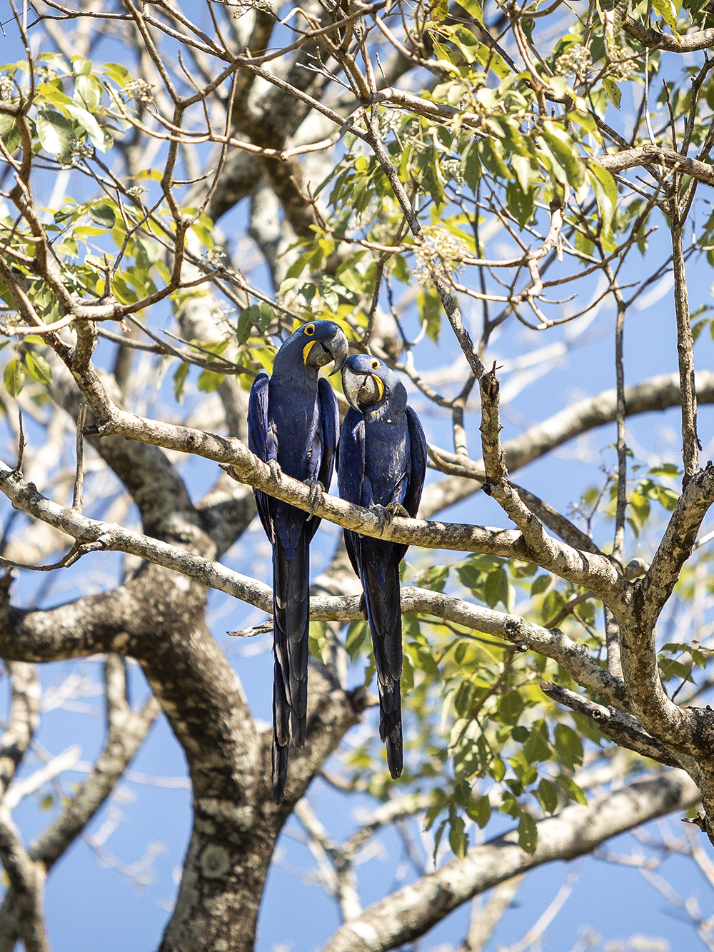 Luxury Jaguar Safari in the Pantanal
