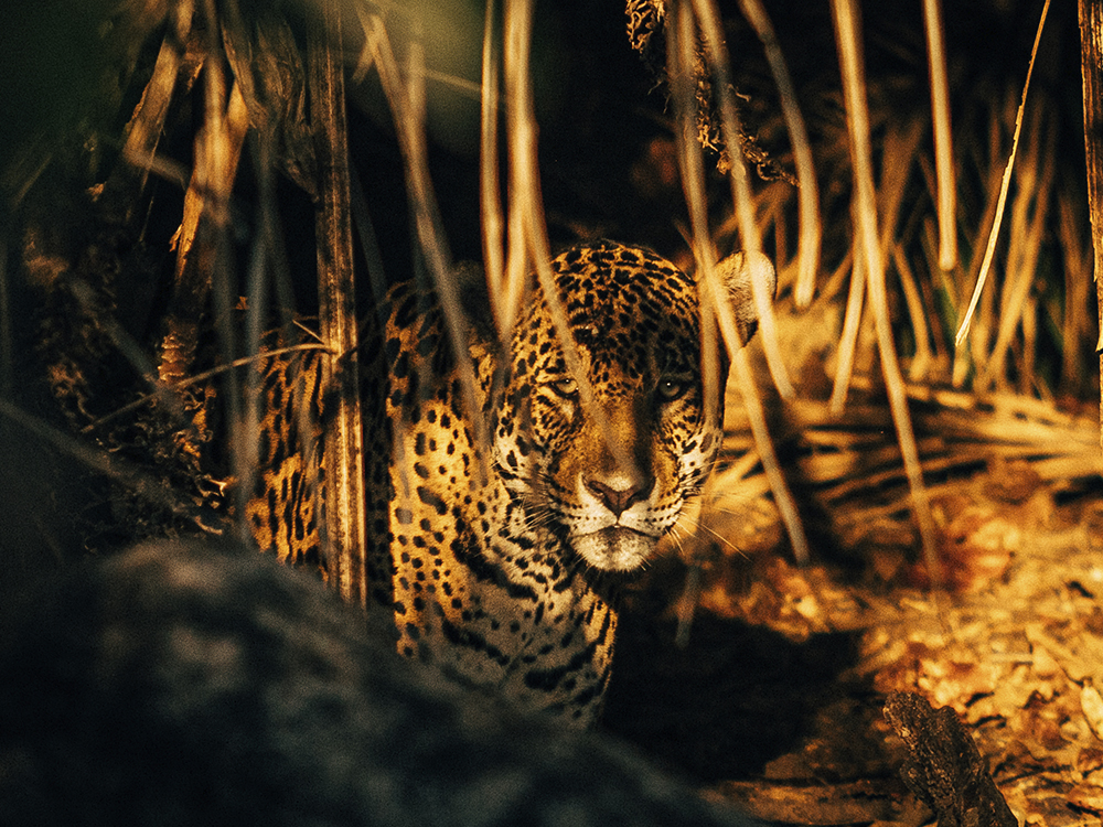 Luxury Jaguar Safari in the Pantanal