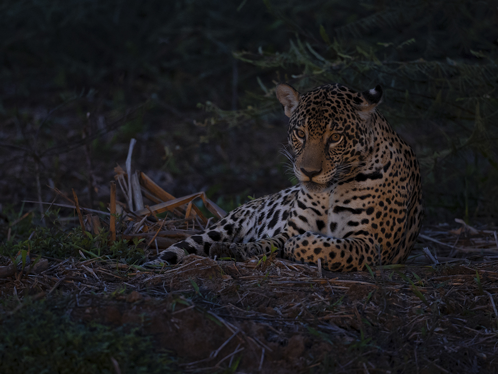 Luxury Jaguar Safari in the Pantanal