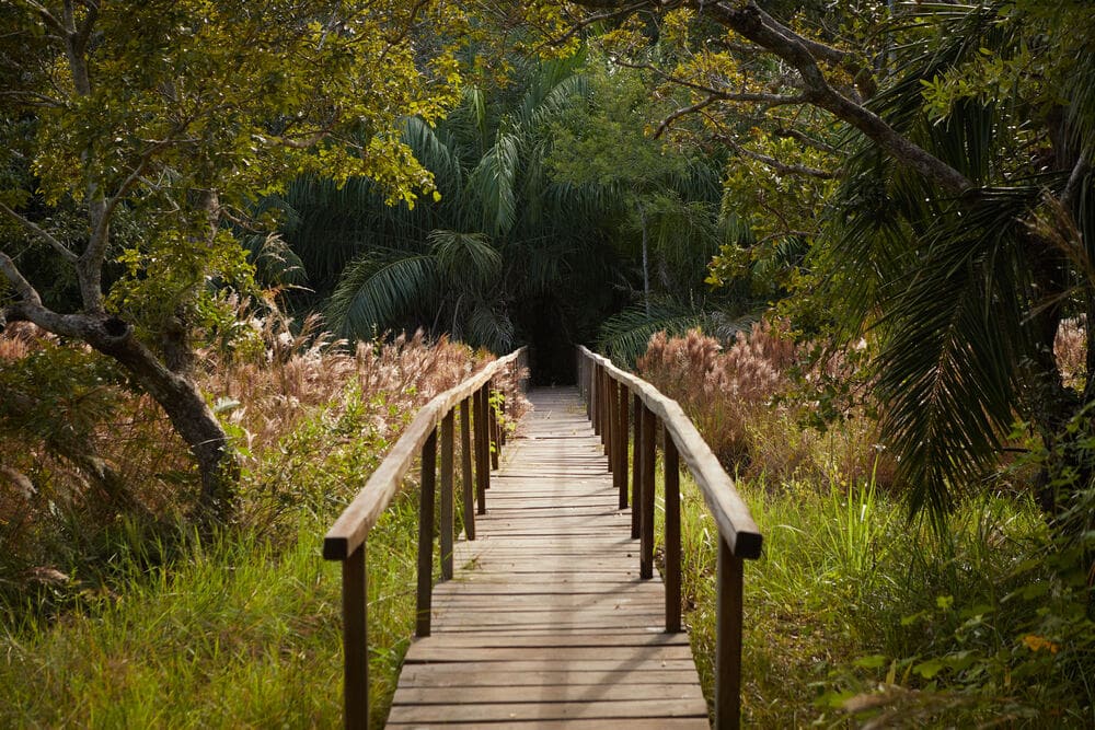 Luxury Jaguar Safari in the Pantanal