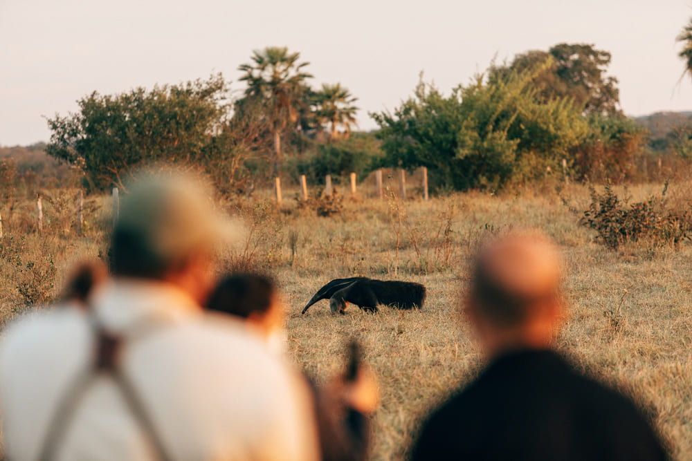 Luxury Jaguar Safari in the Pantanal
