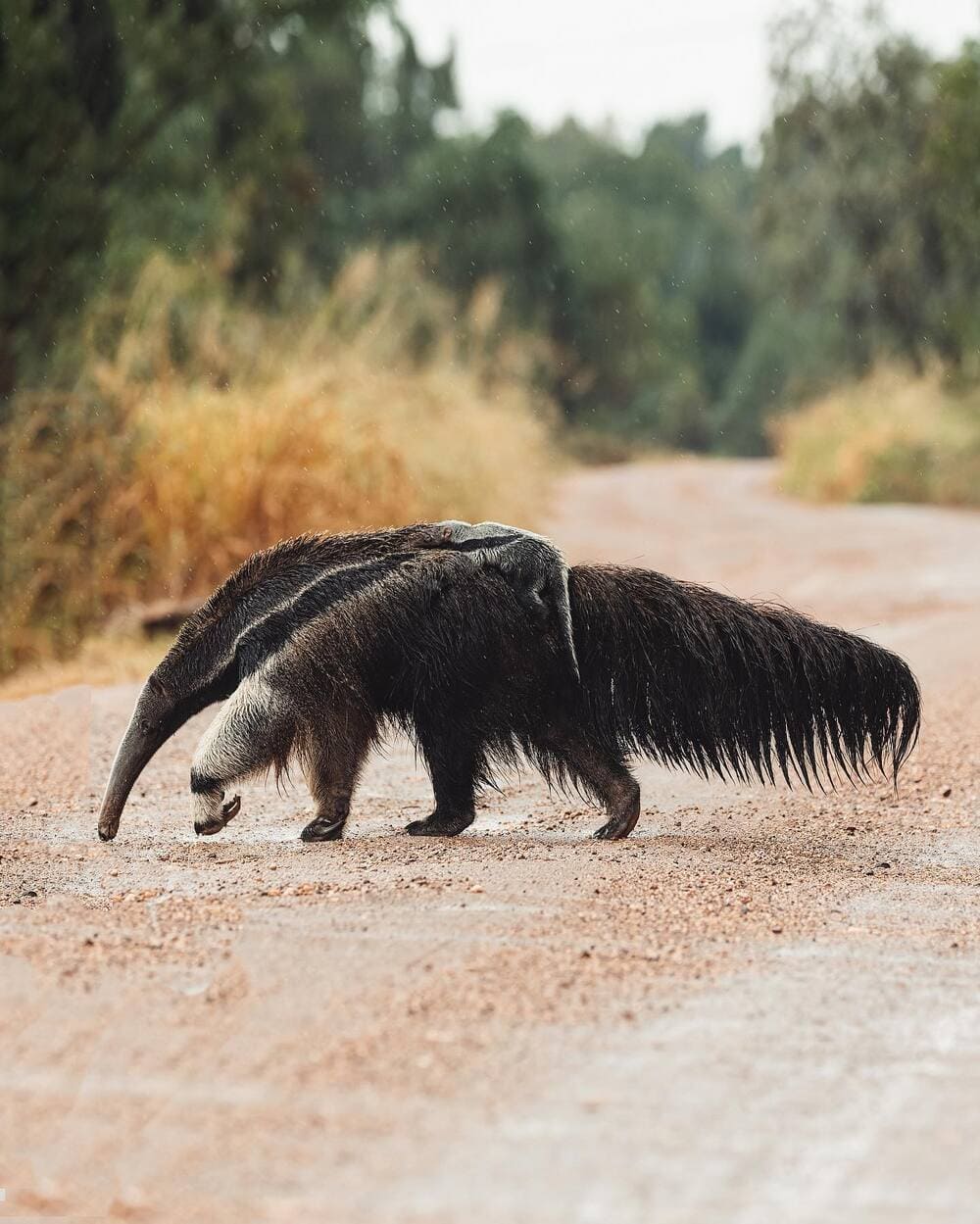 Wild biodiversity of the Northern Pantanal