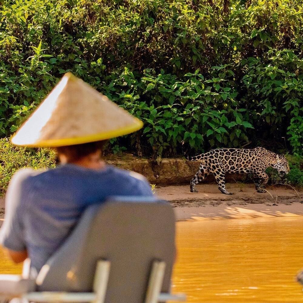 Pantanal Jaguar Safari in Porto Jofre, Cuiabá