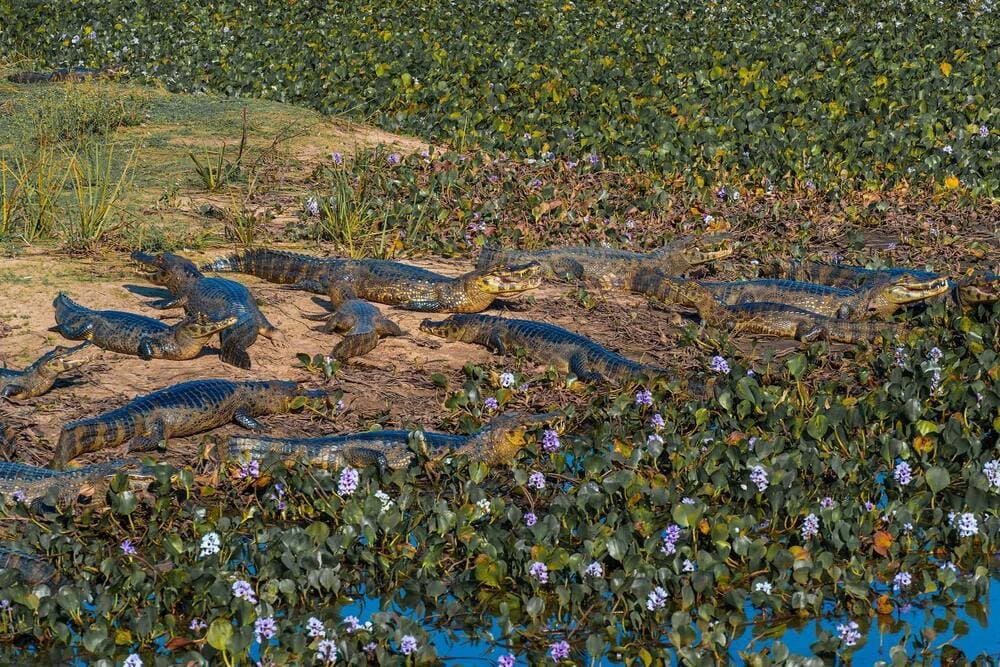 Crocodile wild animals Pantanal Brazil