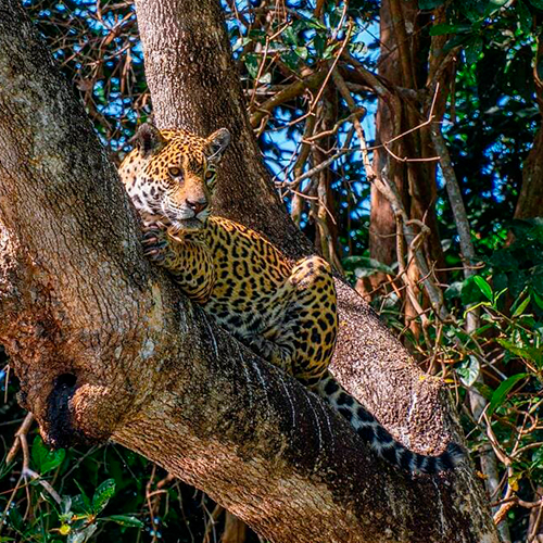 Jaguar watching in the Pantanal wilderness