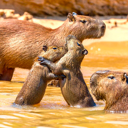 Pantanal Wildlife