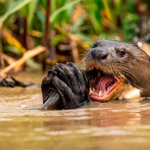 Pantanal Experience