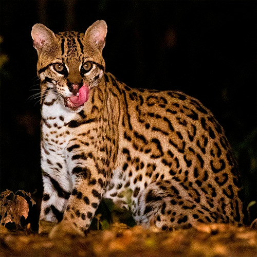 Animals Pantanal Brazil