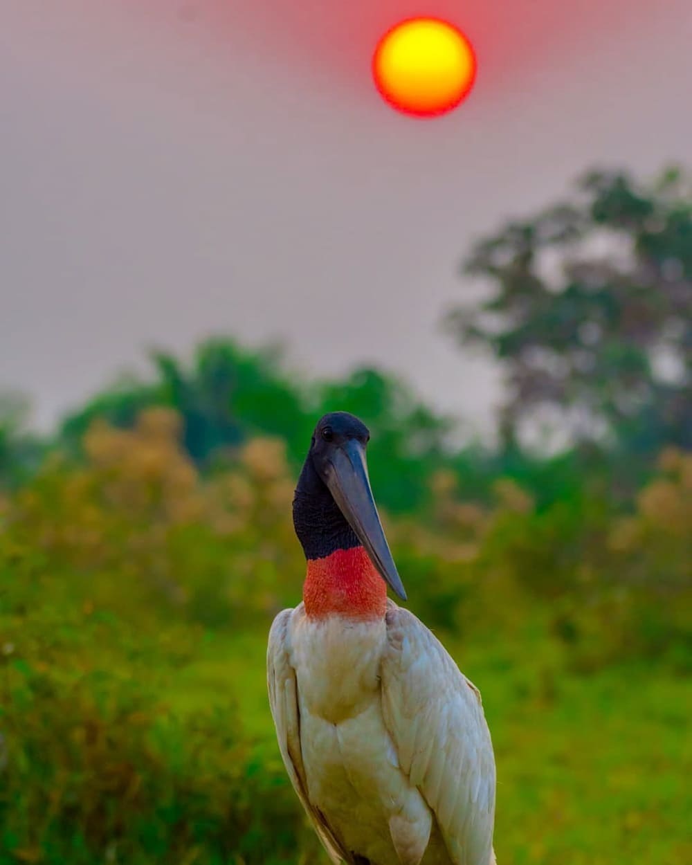 Pantanal Jaguar Safari in Porto Jofre, Cuiabá