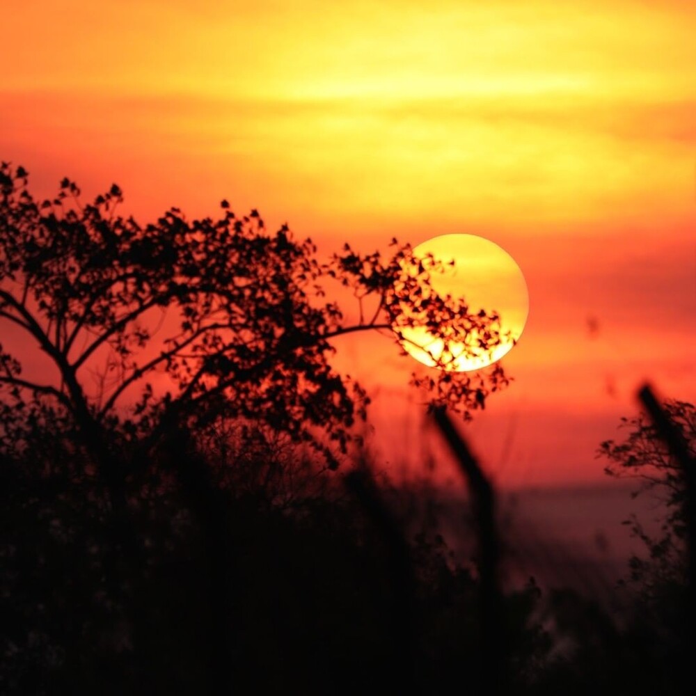 Pantanal Wildlife Trip from Campo Grande