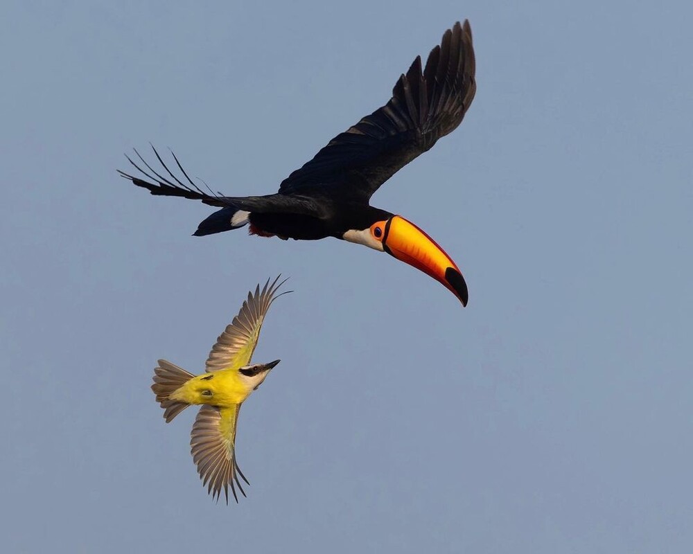 Pantanal Wildlife Trip from Campo Grande