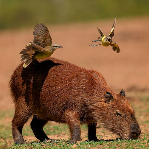 Wild biodiversity of the Northern Pantanal