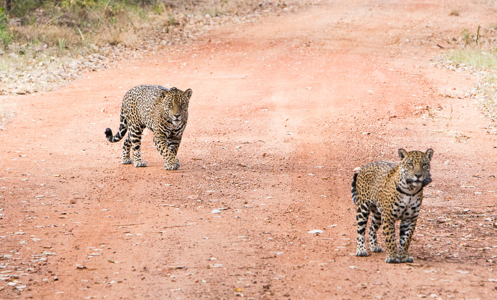 Jaguar Pantanal