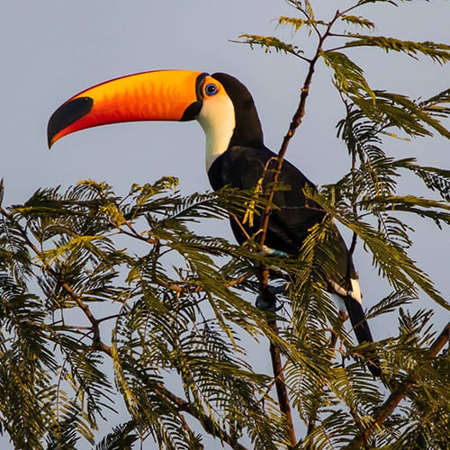 Tucan - wildlife of Amazonia