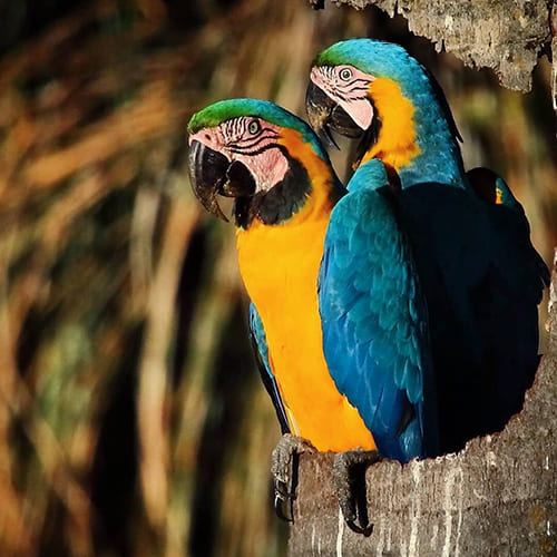Rainforest wildlife