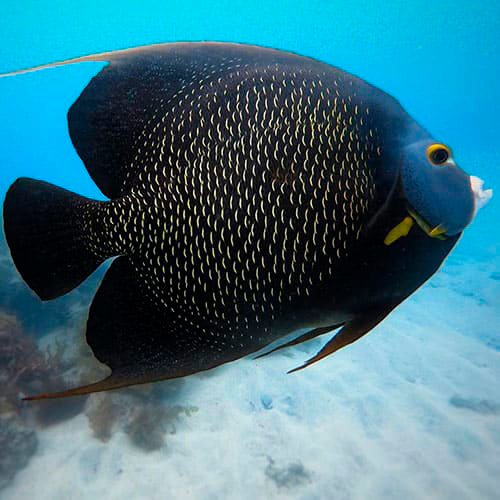 Diving Liveboard Abrolhos Brazil