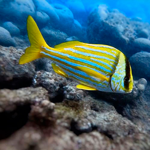 Liveboard Abrolhos