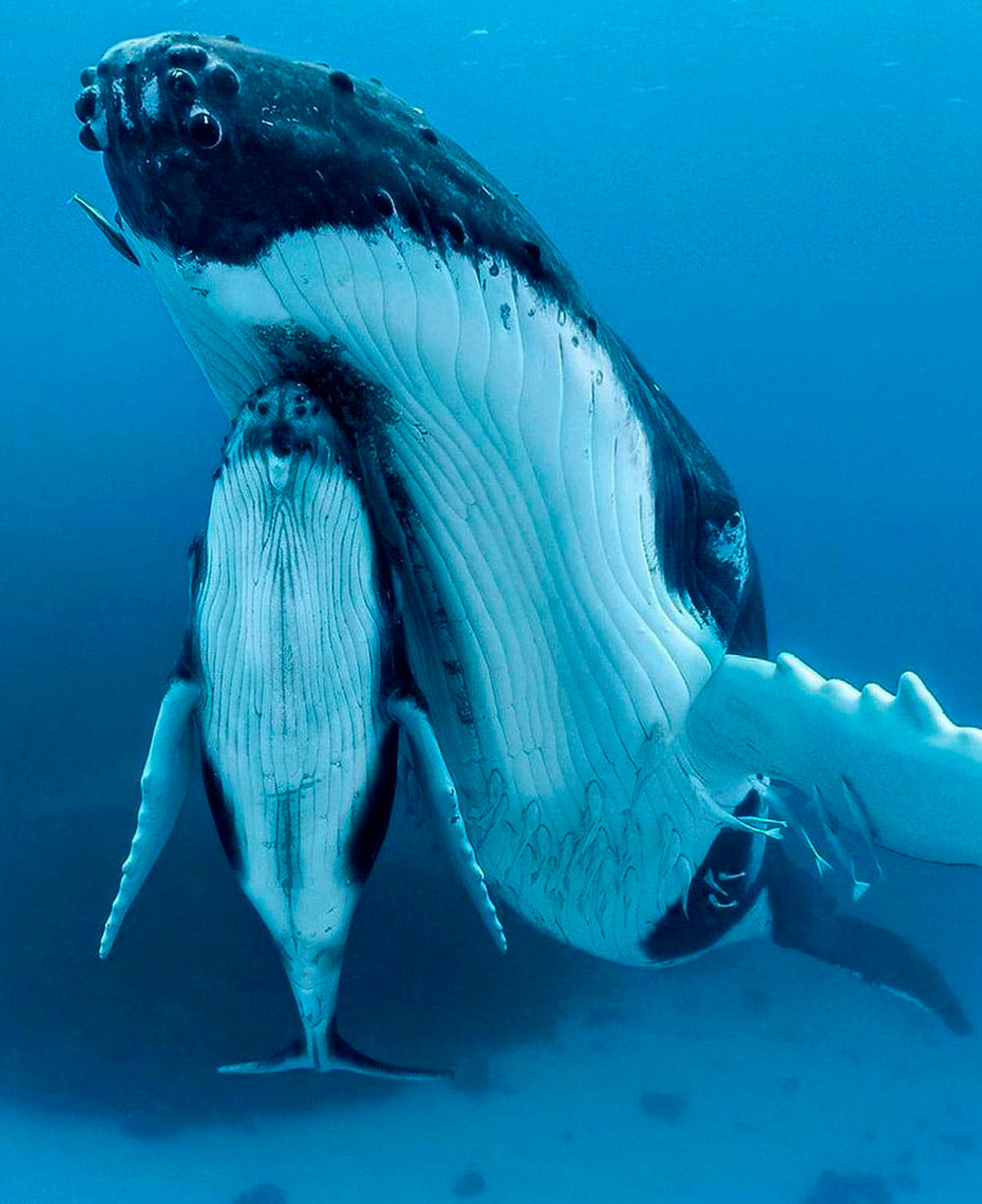 Diving Liveboard Abrolhos Brazil