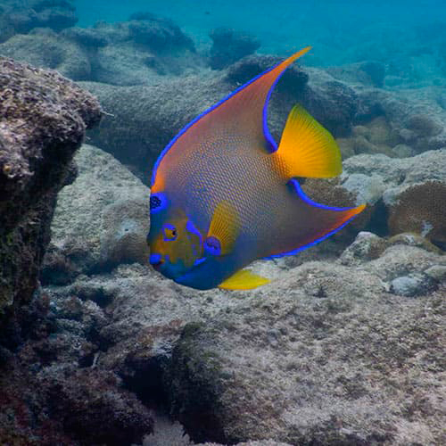Diving Liveboard Abrolhos Brazil