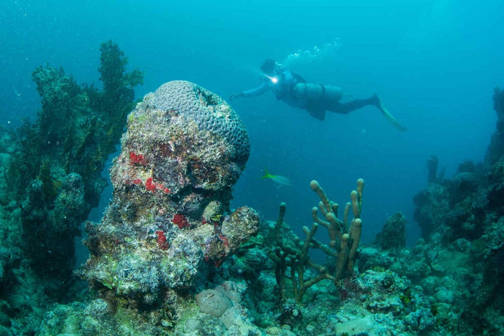 Liveboard Diving Abrolhos Brazil