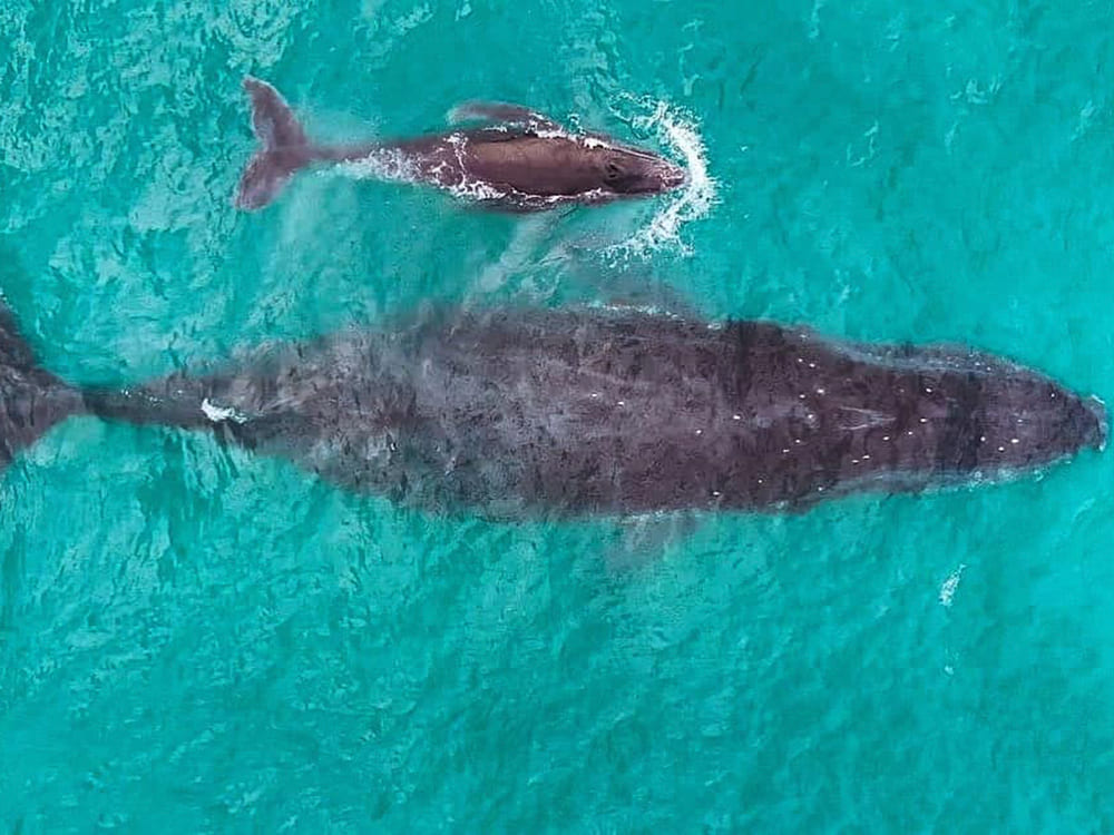 Liveboard Diving Abrolhos Brazil