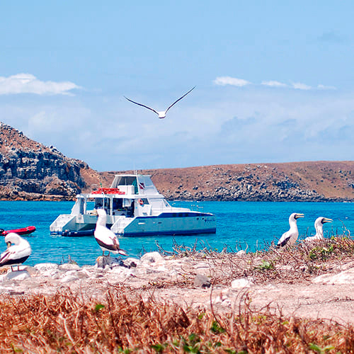 Liveboard Diving Abrolhos Brazil