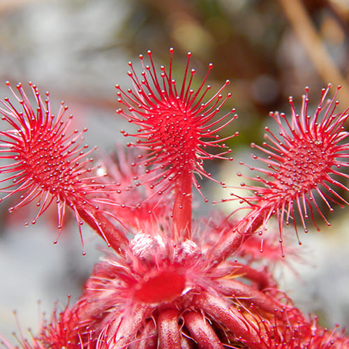 Mount Roraima plant