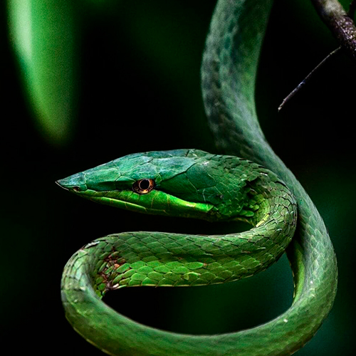 Amazon Brazil Jungle