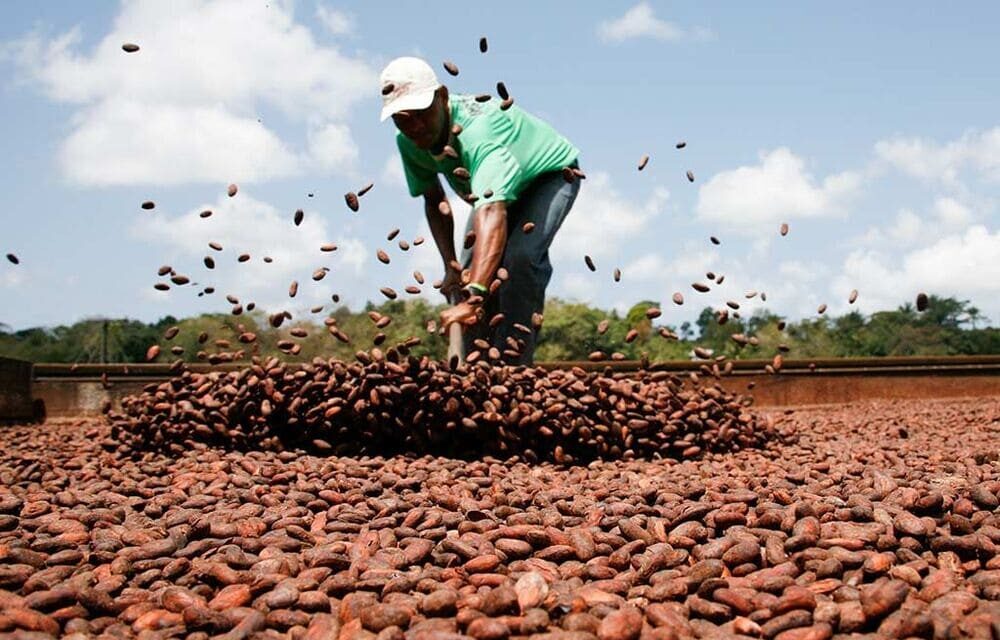 Cycling Tour Bahia Cocoa Route in Brazil