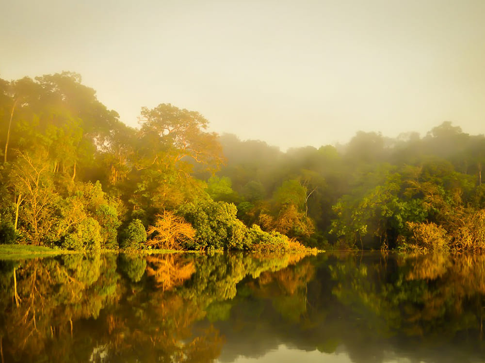 Amazon jungle survival tour