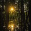 Amazon Rainforest