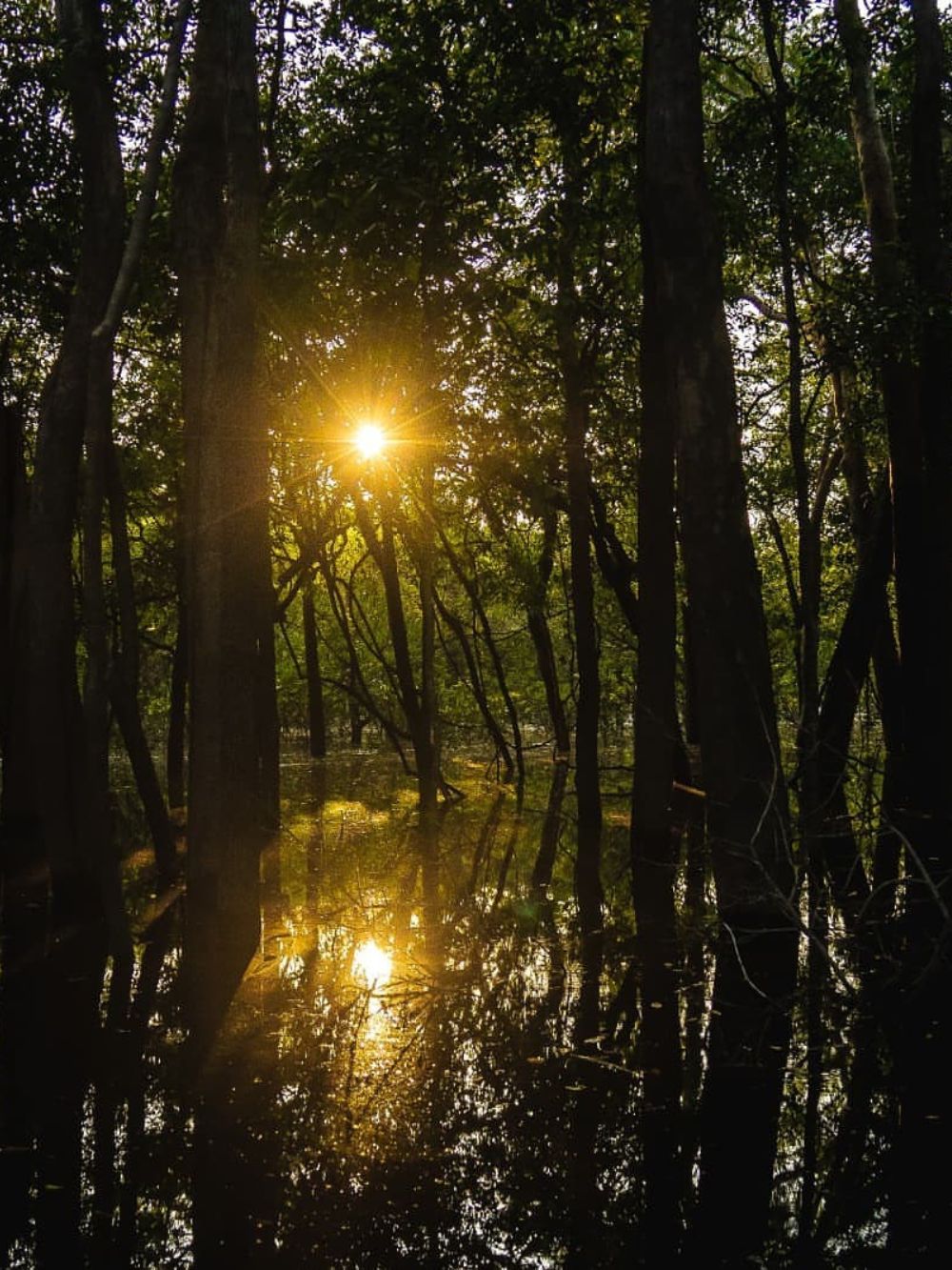 Amazon Rainforest