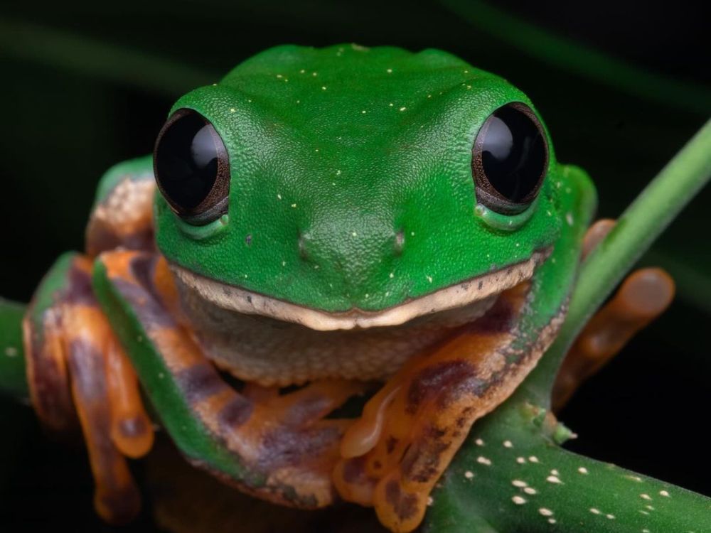 Amazon wildlife