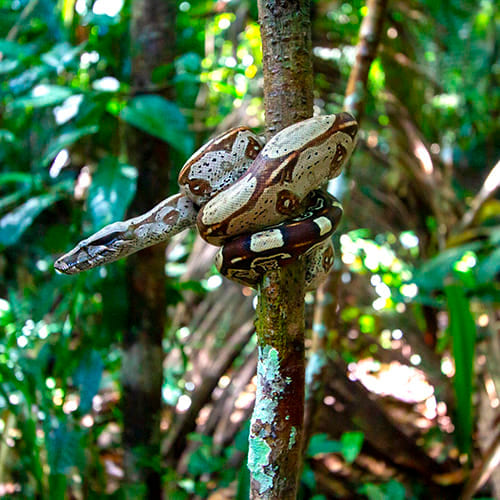 Amazon jungle