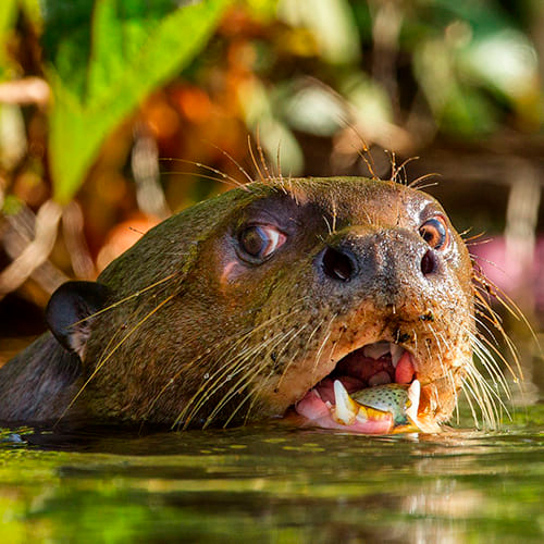Vida selvagem na Amazônia