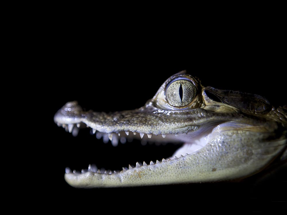 Cruzeiro de luxo na Amazônia 5 dias