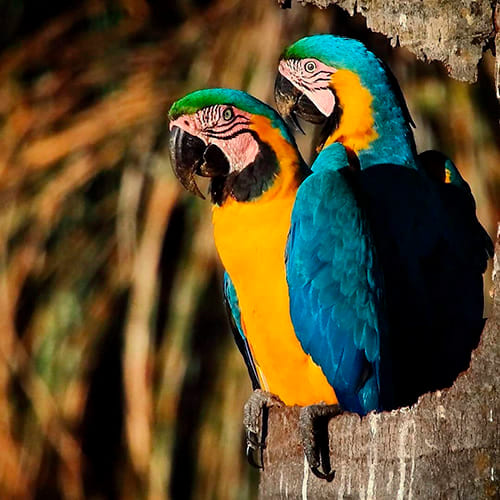 Amazon Ecolodge