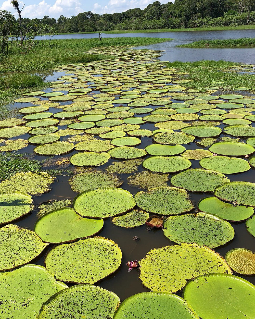 Cruzeiro de luxo na Amazônia