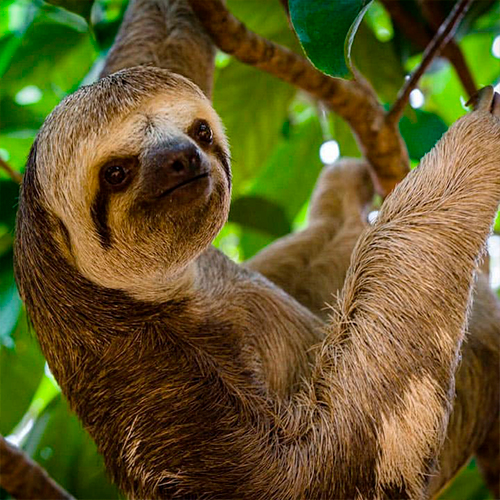 Preguiça - Amazon