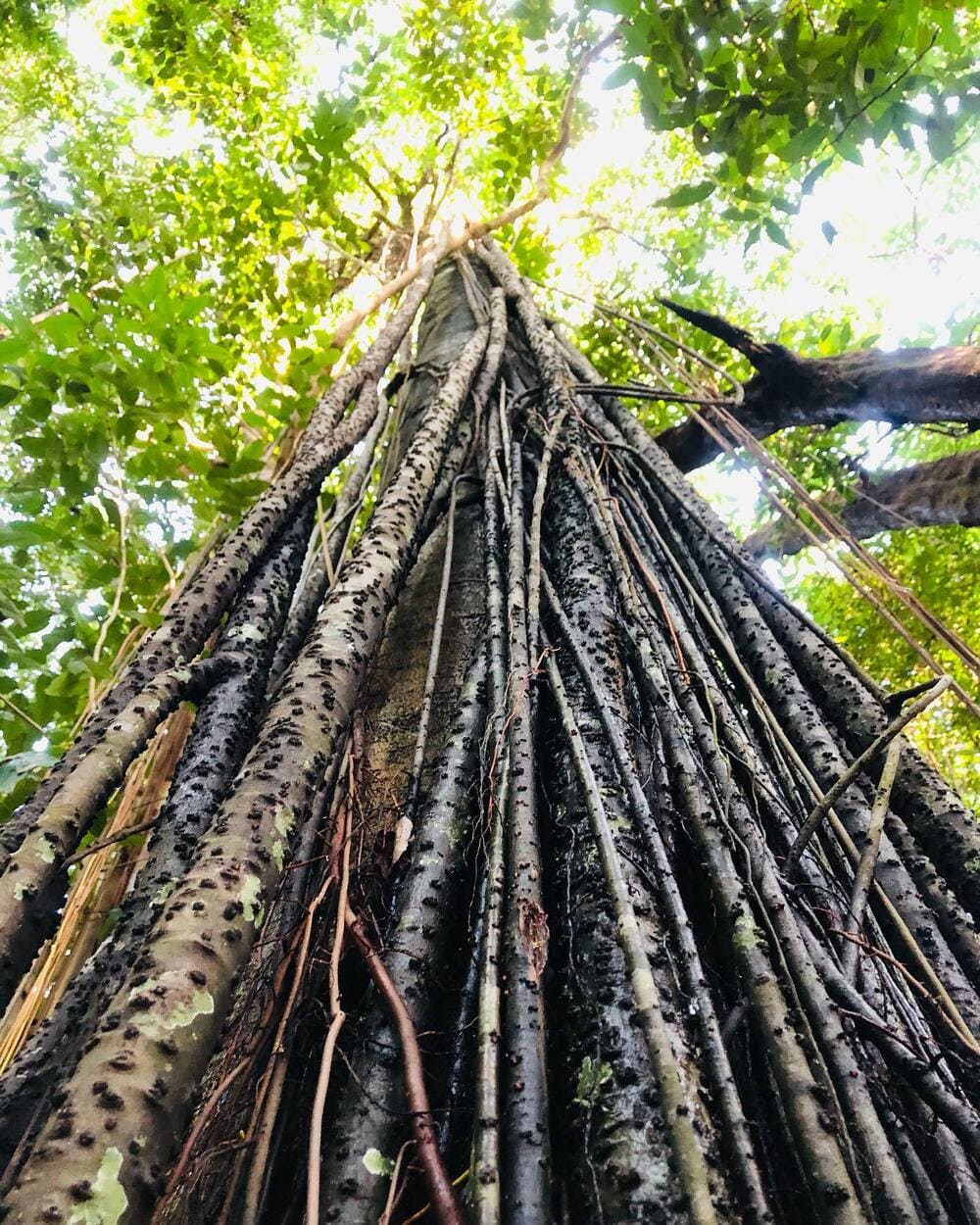 Imersão na Amazônia