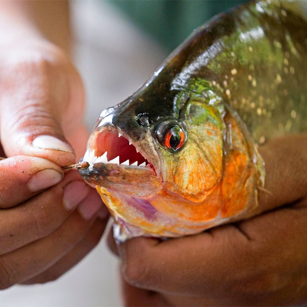Pesca de PIranhas - Imersão na Amazônia