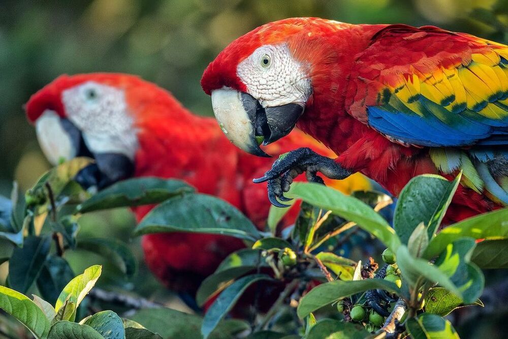 Cruzeiro no Rio Amazonas, Brasil